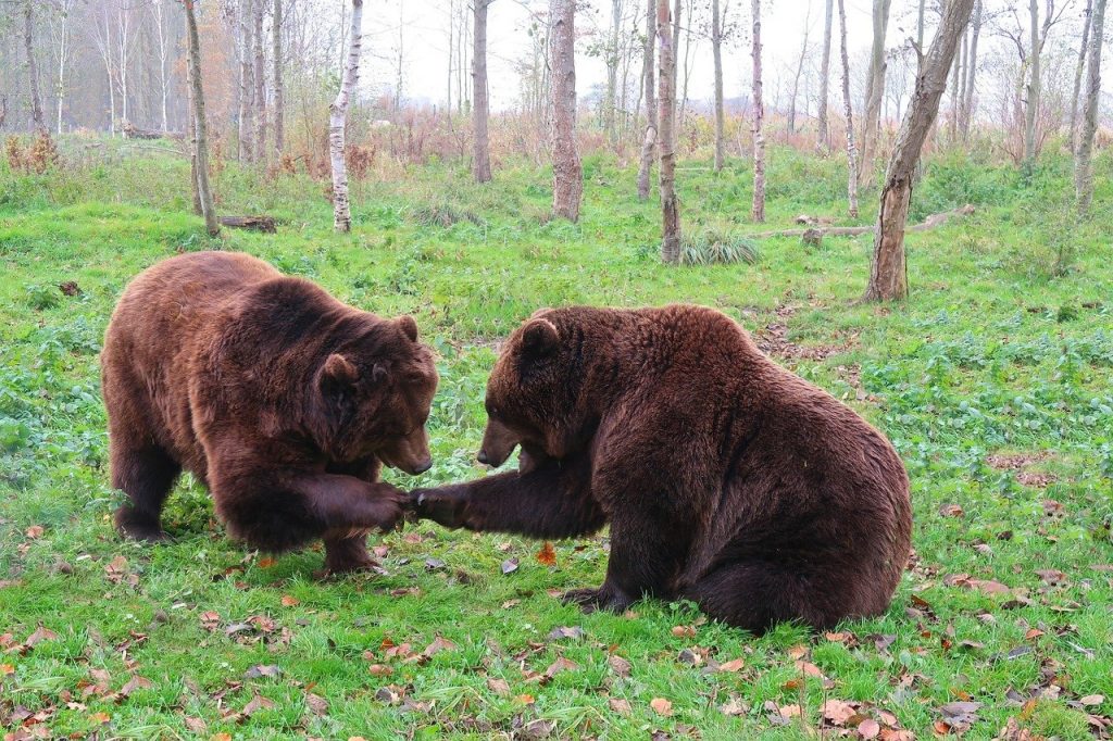 two bears shake hands