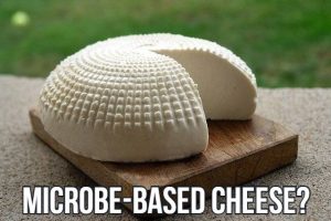 microbe-based-cheese