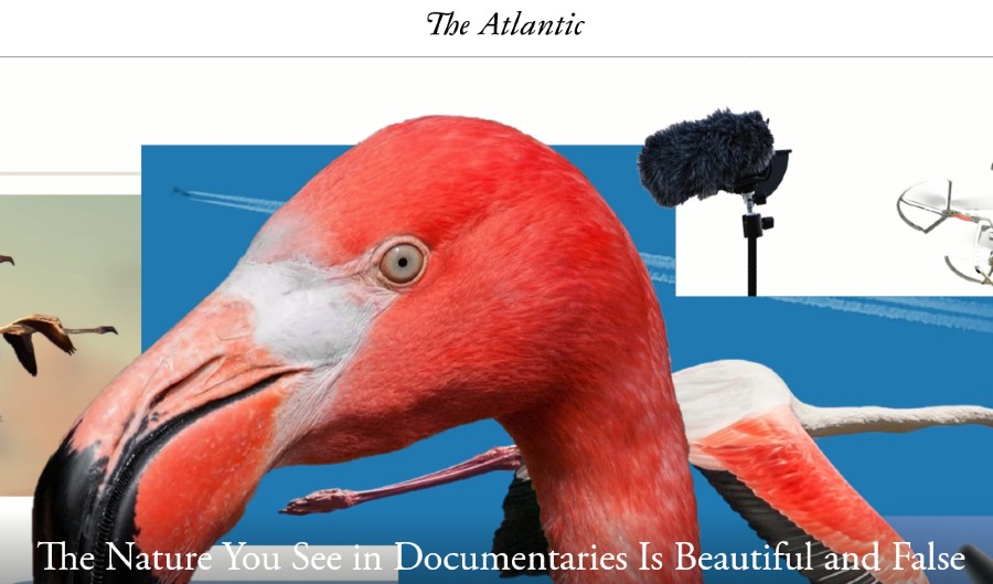 Atlantic-NatureDocumentaries-Screenshot