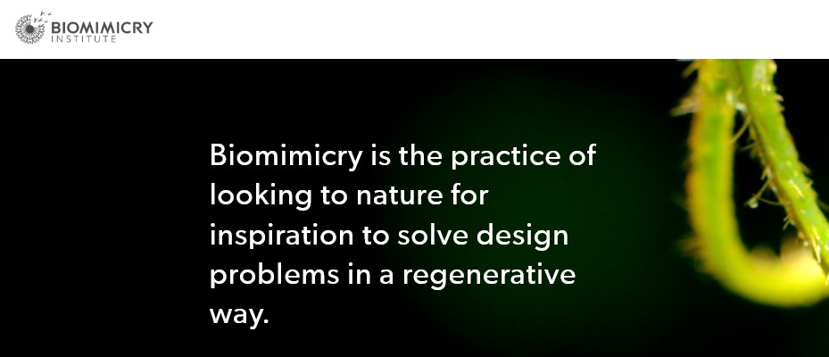 Screenshot_Biomimicry Institute