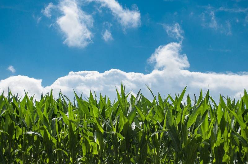 corn-field-sky