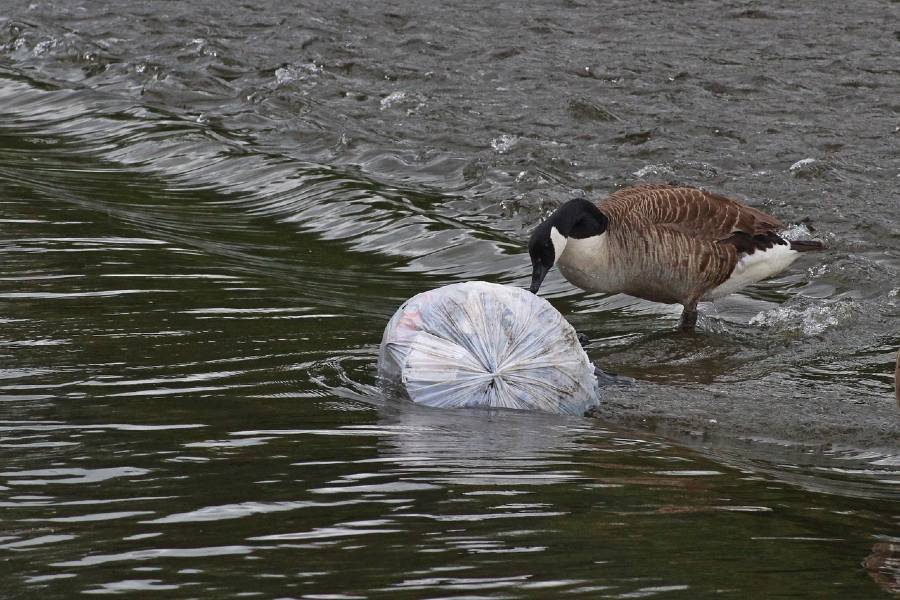 goose-plastic-trash
