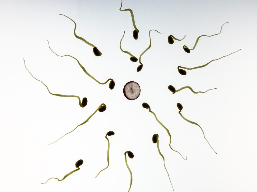 sperm-male-fertility-toxins