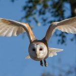 Check out these Center for Birds of Prey Programs!