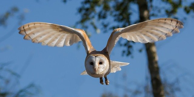 barn-owl-photography