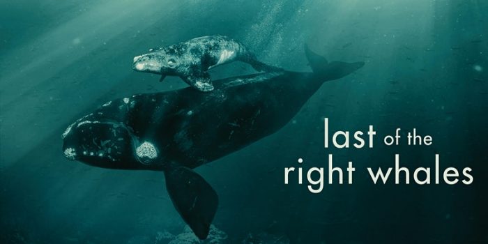 MAR 16 - FILM SCREENING - Last of the Right Whales