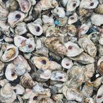 MAR 5: Oyster Reef Build with SOA Charleston