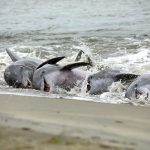 Rust: No Wake Zone is vital to protecting strand-feeding dolphins