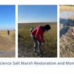Volunteer with Salt Marsh Restoration Project!