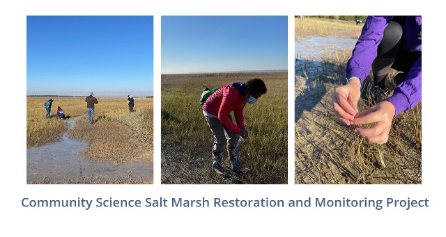 salt-marsh-restoration