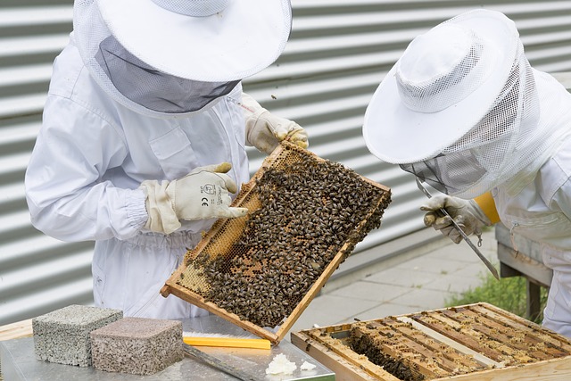 beekeepers course
